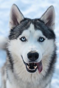 Swindon & District Animal Haven Contact Us
